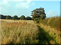 Footpath near the Whinny Lane Plantation