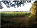 Corn Field by the Gipsy Plantation