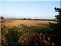 Field near Rossington Bridge