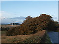 Trees beside the Neilston to Dunlop road