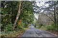 Road through Craigston Wood