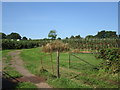 Orchard at Sargents Farm