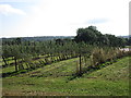 Orchard at Aston Fruit Farm