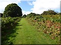 Green track on Bircher Common