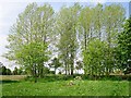 Green space between Pinecroft and Newfield Drive