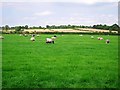 Sheep grazing on Blaylock Riggs