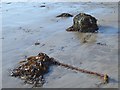 NU2614 : Seaweed on the beach at Boulmer by Oliver Dixon