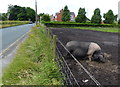 Pig next to Skelmersdale Road near Stanley Farm