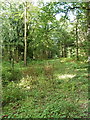 Marshy bridleway in Woodhousefield Plantation