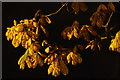 Autumn leaves by lamplight, Mid Stocket Road, Aberdeen