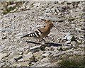 Hoopoe, Suckthumb Quarry, Portland