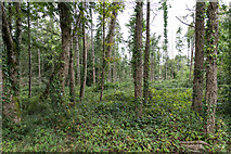 W4871 : Farran Forest Park by David P Howard