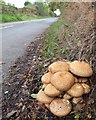 Fungi at junction of Leigh Lane and Willow Green Lane, Little Leigh