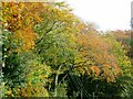 SD5928 : Shades of Autumn by philandju