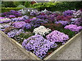 Michaelmas Daisies at Picton Gardens, Upper Colwall