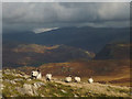SD1598 : Sheep above Eskdale by Karl and Ali