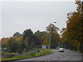 Bright trees on a dull day