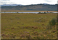 Boggy moorland north of Loch Shiel