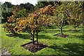 SJ9304 : Worcester Black Pear tree by Philip Halling