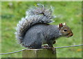 Grey squirrel on a fence post