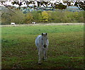 Horses next to Ashby Road in Markfield