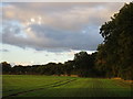 Autumn sown cereal crop alongside the B1434