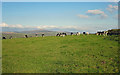 Cattle at Bigws, Ambleston