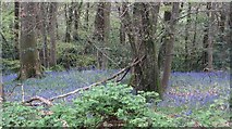 SO5304 : Bluebells, Cuckoo Wood by Richard Webb
