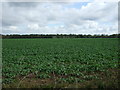 Crop field, Colegate End