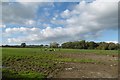 Heifers, Longmoor Lane