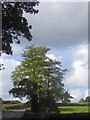 Tree by Sheet road at Poughnhill