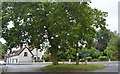 Trees, Stutton