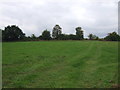 Grazing near Bridge Farm