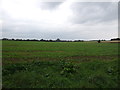 Crop field off Bell Green