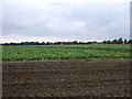 Crop field near Sponge Farm