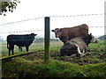 Cattle, Shanonny East