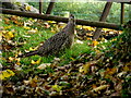 Hen pheasant, Shanonny East