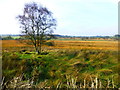 Heathland, Corrickmore