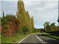 Autumn colour by the A442 south of Crudgington