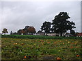 Field of pumpkins, Arnprior