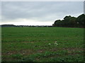 Crop field off Chickering Road (B1118)