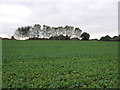 Crop field, Nuttery