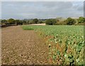 Turnip tops near Chibley Farm