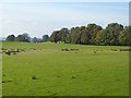 Field off Peter Gate