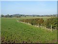 NY4843 : Field and fence near Old Town, High Hesket by Oliver Dixon