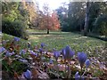 Bournemouth: crocuses amid autumn colour