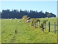 Fields with sheep near Knot Hill Farm