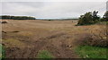 Recently harvested cereal crop