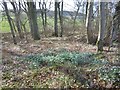 Snowdrops, North Den