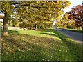 Autumn trees on the Guarlford Road